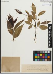 Foto von Salix pentandra L.